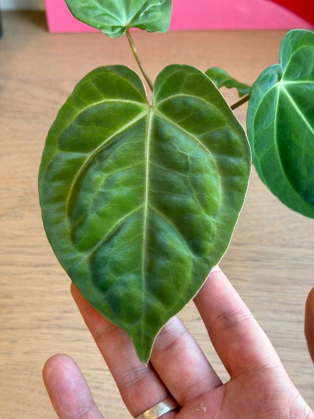 Anthurium Crystallinum Dark x ((CarlaxBVEP)xDP) N