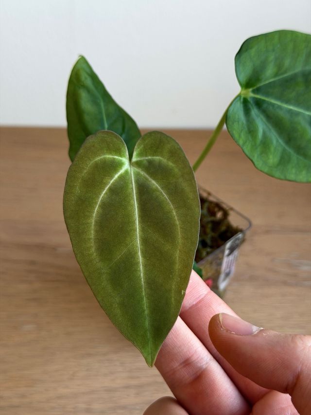 Anthurium Crystallinum Dark x ((CarlaxBVEP)xDP) O