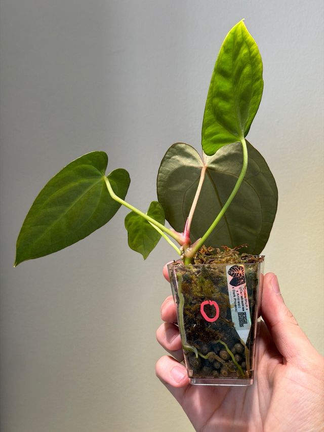 Anthurium Crystallinum Dark x ((CarlaxBVEP)xDP) O