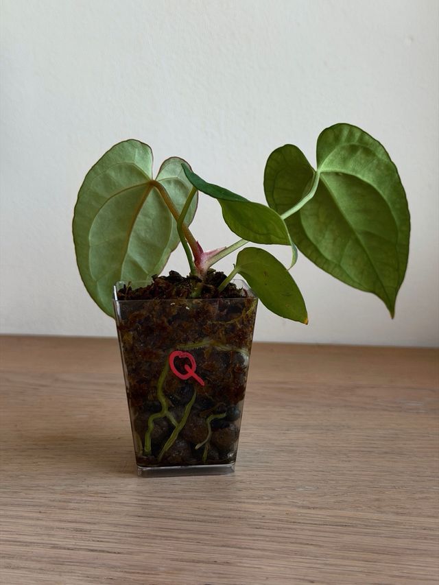 Anthurium Crystallinum Dark x ((CarlaxBVEP)xDP) Q