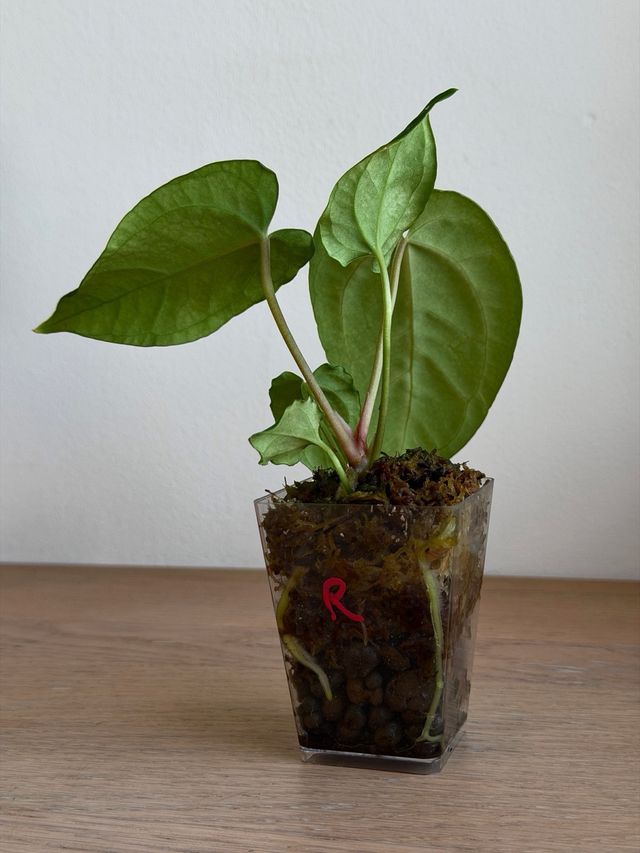 Anthurium Crystallinum Dark x ((CarlaxBVEP)xDP) R