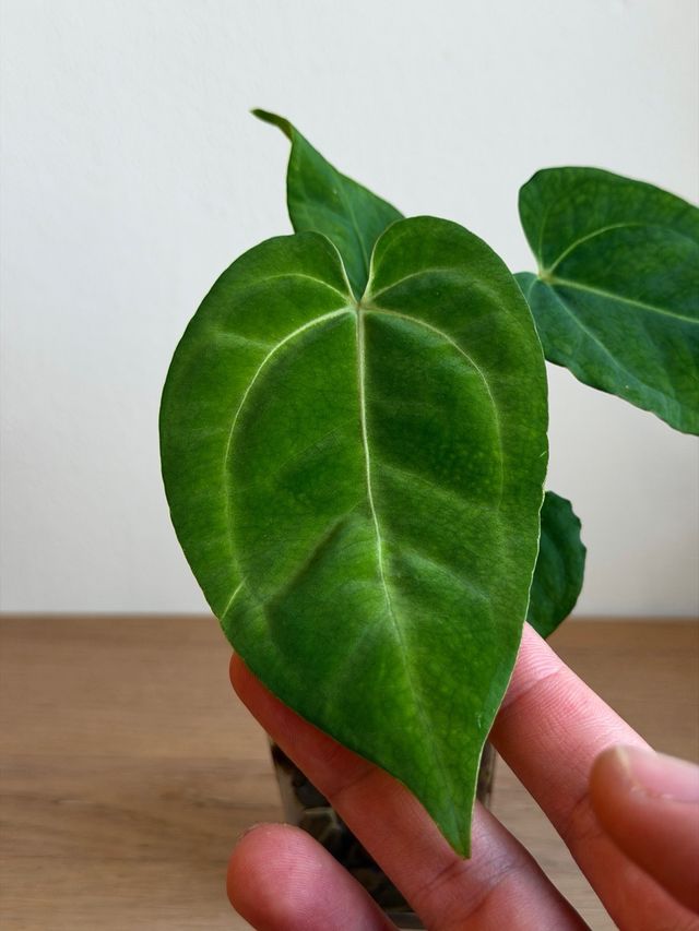 Anthurium Crystallinum Dark x ((CarlaxBVEP)xDP) R