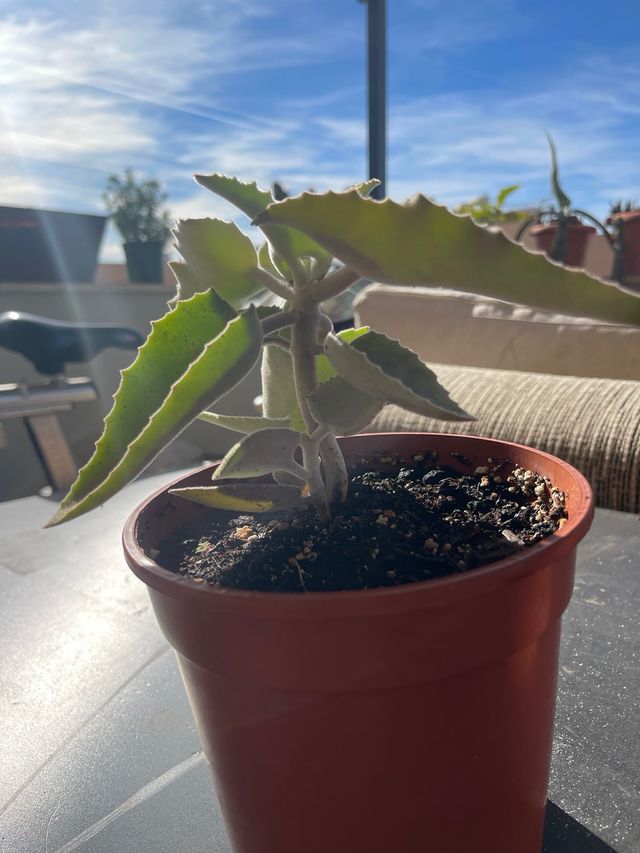 Kalanchoe beharensis Oreja de Elefante