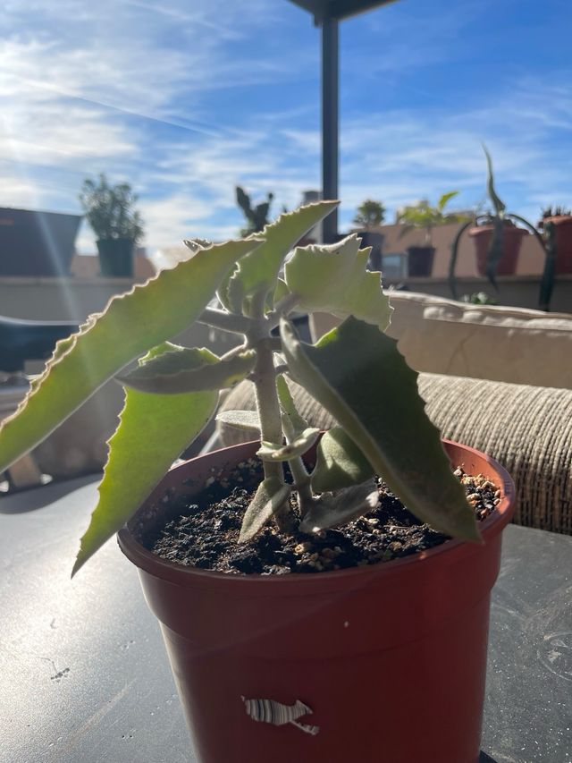 Kalanchoe beharensis Oreja de Elefante