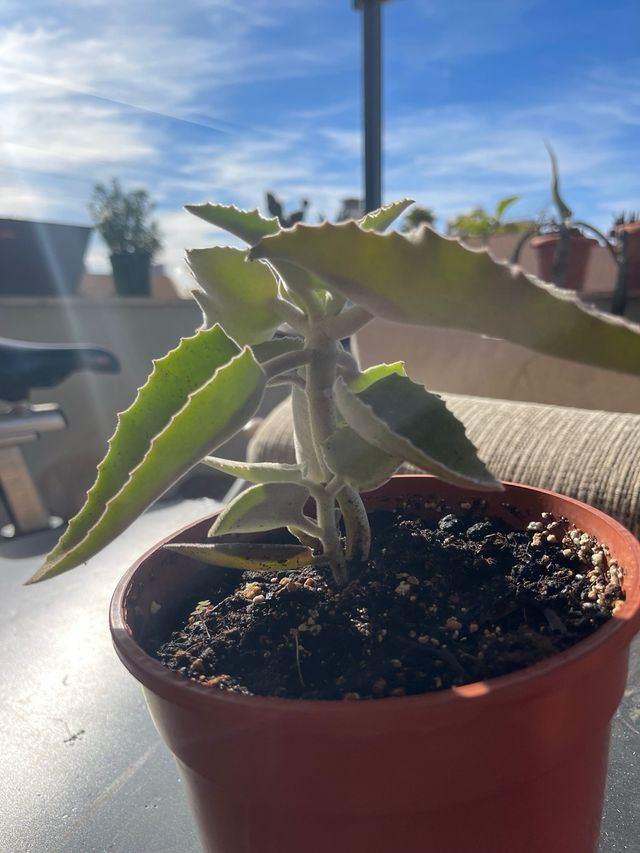 Kalanchoe beharensis Oreja de Elefante