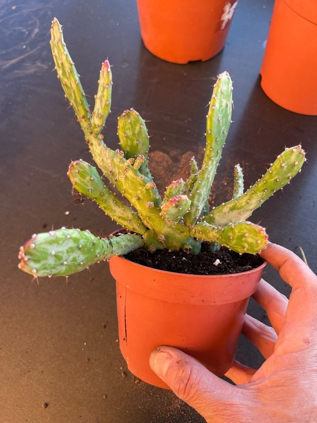 Opuntia monacantha variegata - Cactus