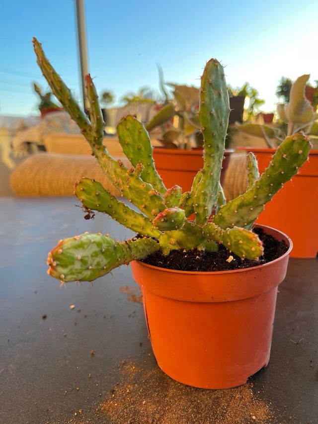 Opuntia monacantha variegata - Cactus