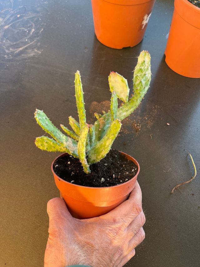 Opuntia monacantha variegata - Cactus
