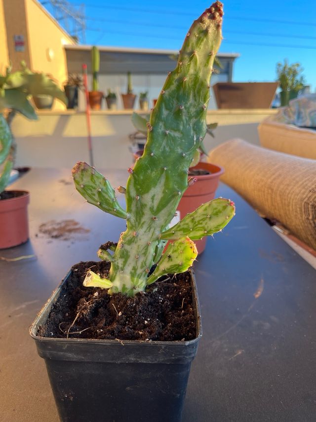 Opuntia monacantha variegata cactus