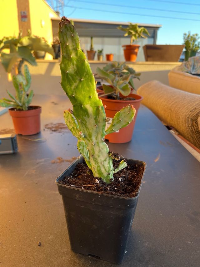 Opuntia monacantha variegata cactus