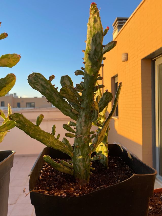 Opuntia monacantha variegata - Cactus