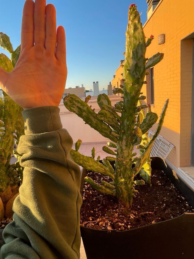 Opuntia monacantha variegata - Cactus