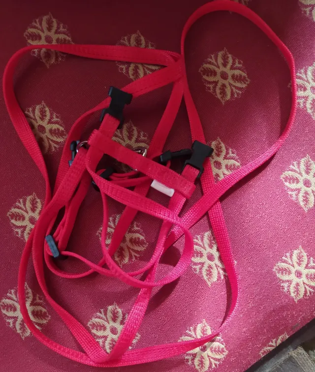 Correa arnés para gato o conejo roja