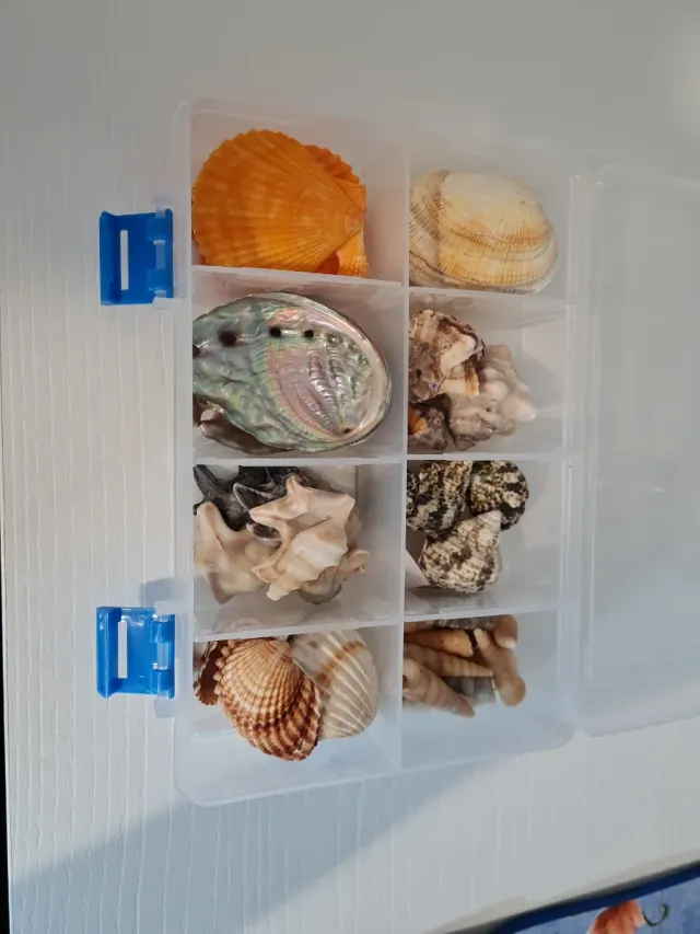 Caja con caracolas y conchas marinas