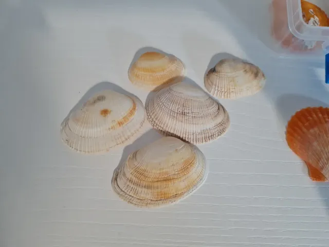 Caja con caracolas y conchas marinas