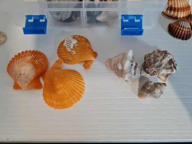 Caja con caracolas y conchas marinas