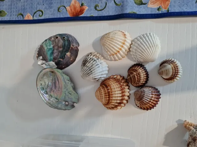 Caja con caracolas y conchas marinas