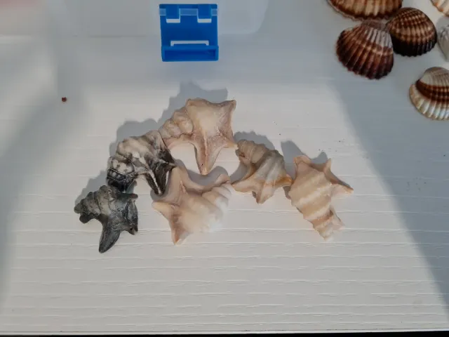 Caja con caracolas y conchas marinas