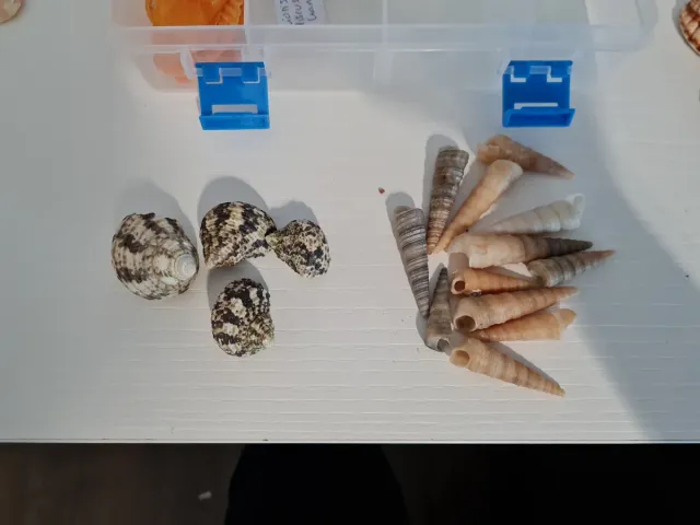 Caja con caracolas y conchas marinas