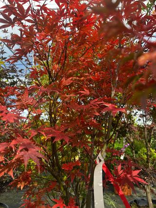 Se busca chica de la limpieza con vehículo