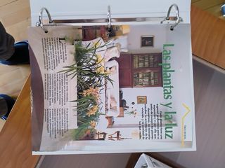 Plantas y decoración