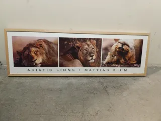 Cuadro Leones Asiáticos Mattias Klum