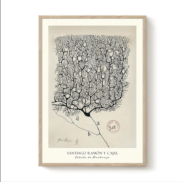 POSTER CELULA PURKINJE RAMON Y CAJAL