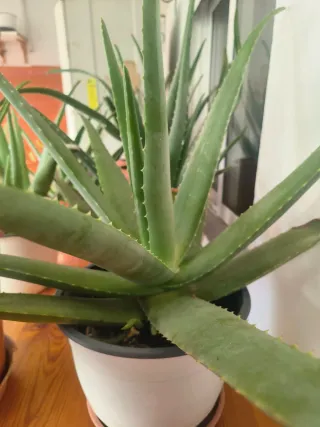 Planta Aloe Vera