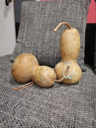 Calabazas peregrinas decorativas