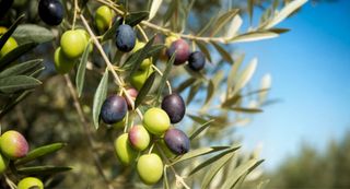 Cuadrilla de aceitunas