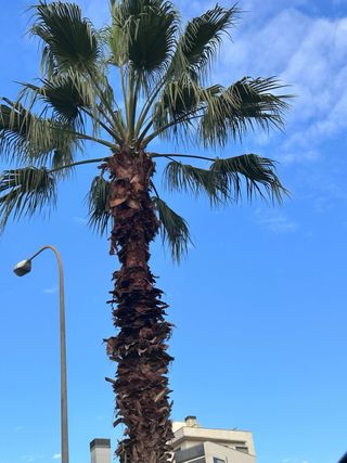 Servicios de poda, tala de arboles y desbroces