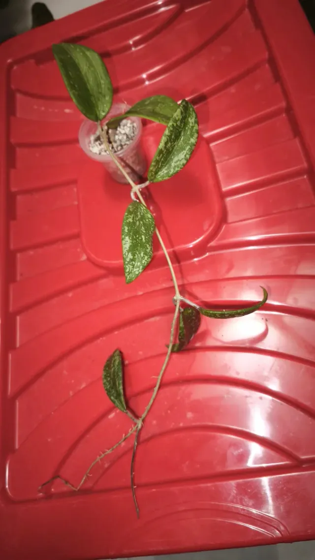 Hoya Wibergiae pianta