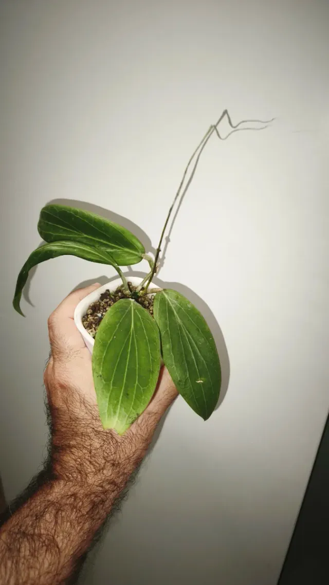 Hoya Soligamiana in vaso