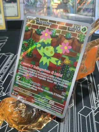 Maractus 160/159