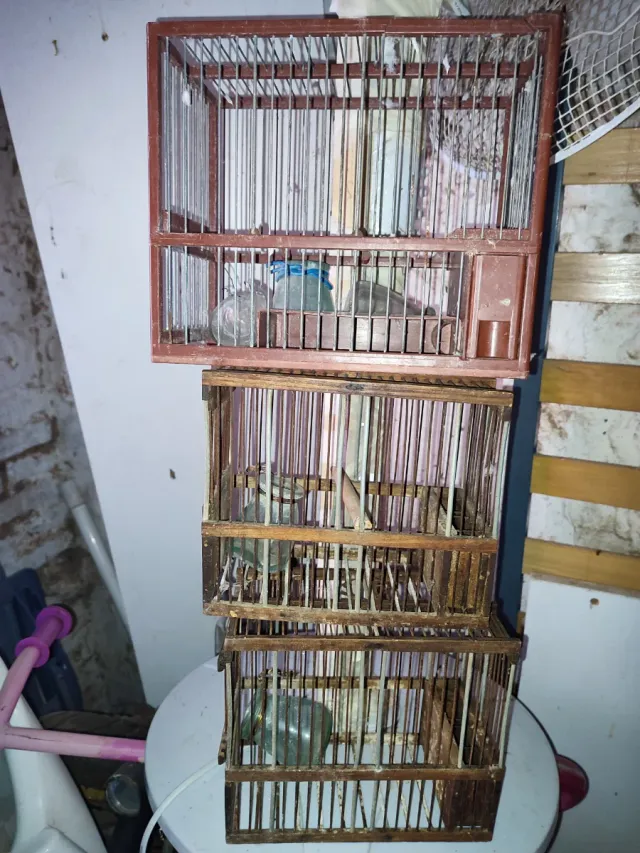 Gabbie per canarini (marrone, trasparente)