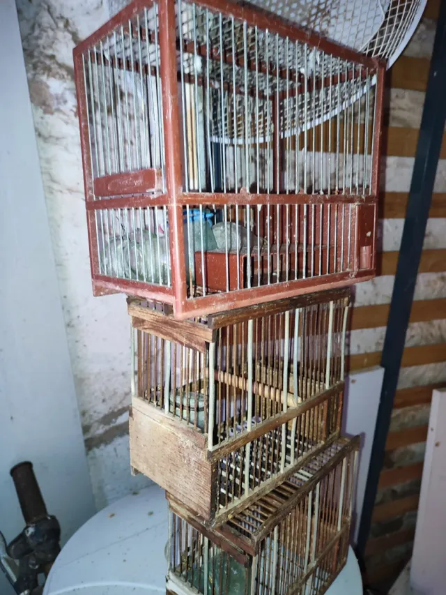 Gabbie per canarini (marrone, trasparente)