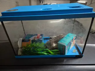 Pecera azul con accesorios