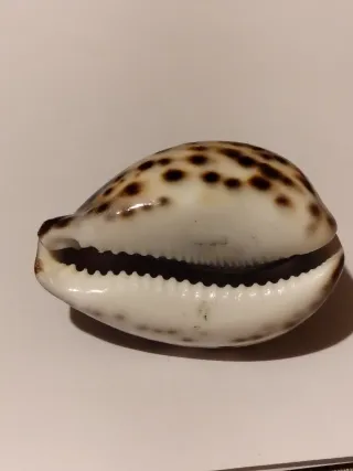 Conchiglia intagliata  Philippines