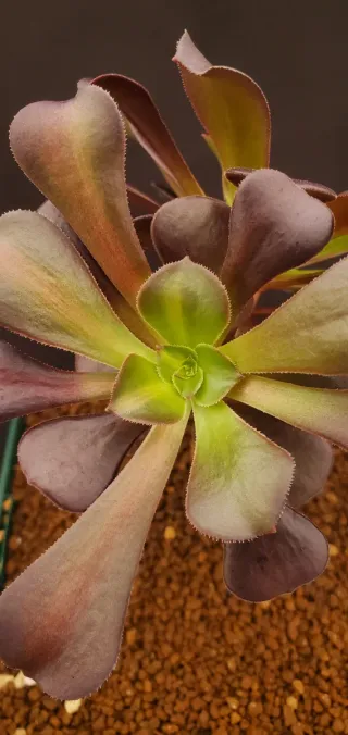 Aeonium Schwarzkopf Variegata Híbrido