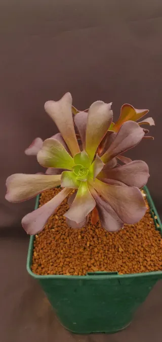 Aeonium Schwarzkopf Variegata Híbrido