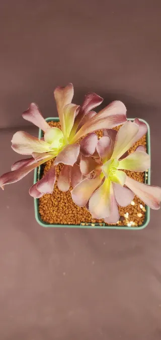 Aeonium Schwarzkopf Variegata Híbrido