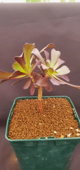 Aeonium Schwarzkopf Variegata Híbrido