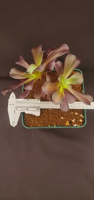 Aeonium Schwarzkopf Variegata Híbrido