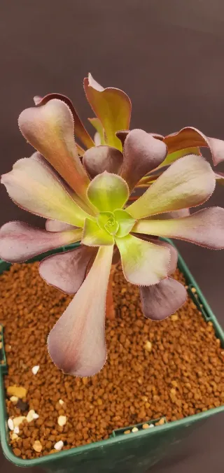 Aeonium Schwarzkopf Variegata Híbrido