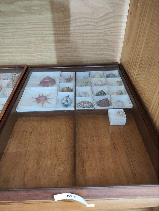 Colección de Conchas Marinas