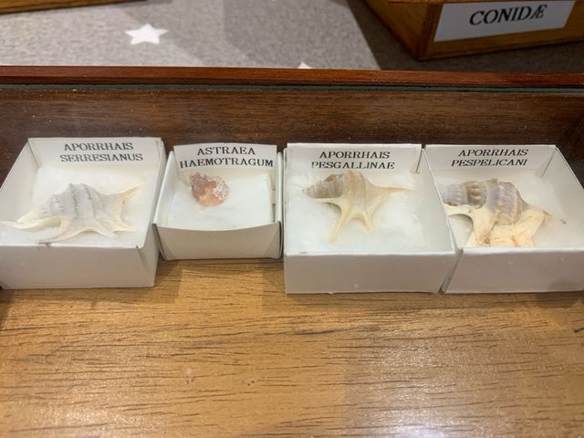 Colección de Conchas Marinas