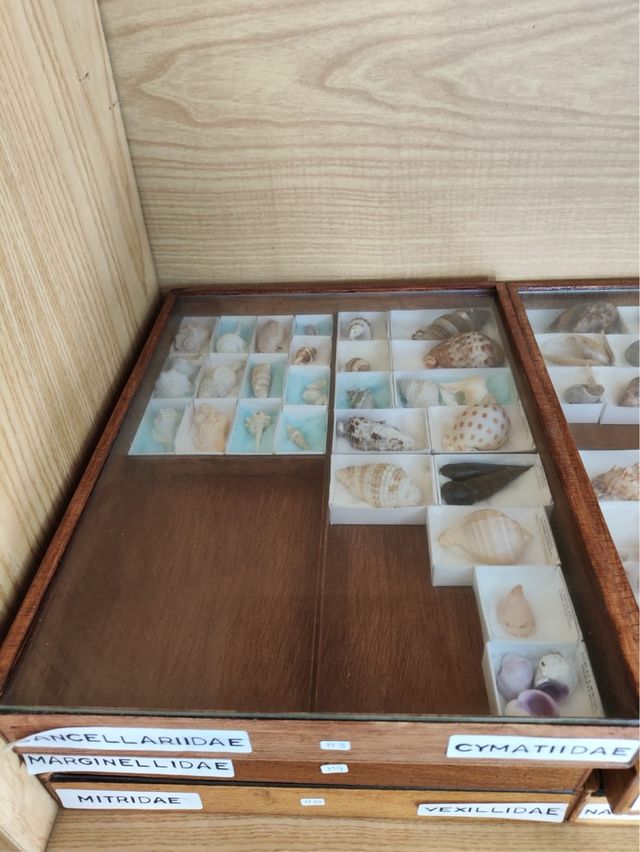 Colección de Conchas Marinas