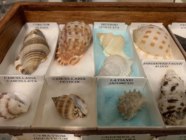 Colección de Conchas Marinas
