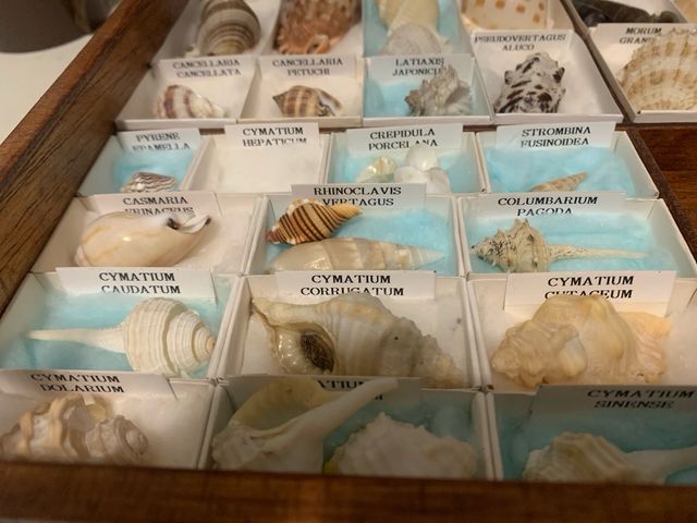 Colección de Conchas Marinas