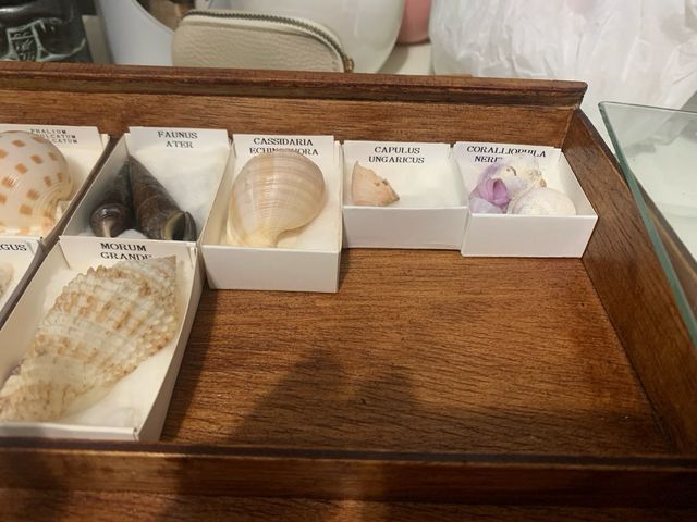 Colección de Conchas Marinas